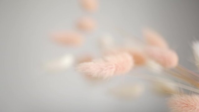 Dry fluffy bunny tails grass on neutral light background. Tan pom pom plant herbs. Abstract Floral card. Poster. Selective blurred focus.