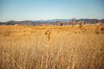 Obraz premium Humedal del Marjal dels Moros. Zona de especial protección para las aves en Puzol con el castillo de Sagunto al fondo. Cañas y juncos en otoño.