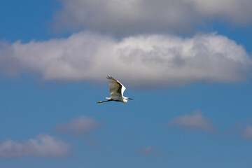 Fototapeta na wymiar Ave con las alas desplegadas volando por el cielo con una nube al fondo. Zona de especial protección para las aves entre Puzol y Sagunto. Garceta común.