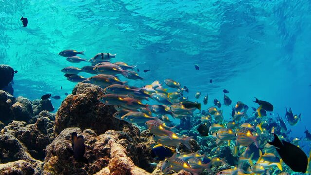 Coral reef with school of fish in Maldives