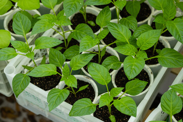 Green young chili pepper seedlings in container on balcony. Growing vegetables bell pepper sprouts from seeds at home.