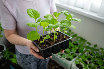 Elderly woman holds a box of seedlings at home or in a greenhouse. Growing vegetables eggplant sprouts from seeds at home.