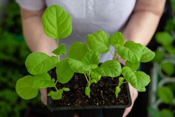 Elderly woman holds a box of seedlings at home or in a greenhouse. Growing vegetables eggplant sprouts from seeds at home.
