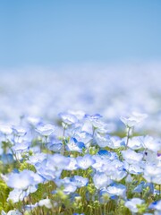 【春】ネモフィラの花
