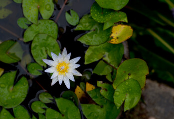 Top view of white lotus bloom in a pond