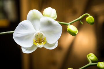 White Orchid Blooming with New Blooms on a Green Stem