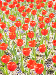 Red tulip flowers blooming in a field in spring, Nature background, Vertical shot for smartphone footage