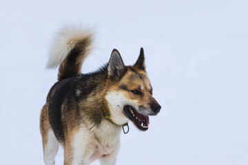 beautiful husky sledge dog in the snow