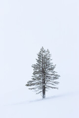 evergreen conifer tree in a snowstorm, wallpaper with free space	