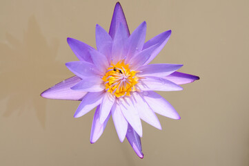 A Purple Water Lily