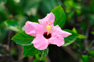 A Beautiful Pink Hibiscus (focus on the petals)