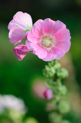 Fototapeta premium Beautiful Pink Hollyhock