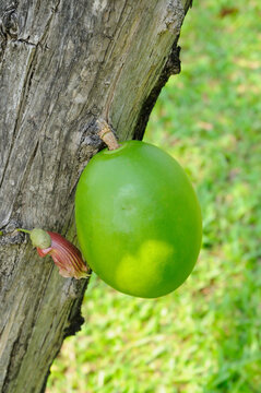 A Winged Calabash Fruit
