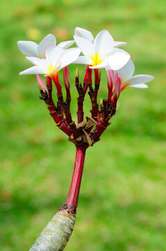 Frangipani Flowers (Plumeria)