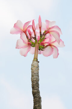 Beautiful Frangipani Flowers  (Plumeria)