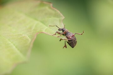 Weevil beetle sitting on a leaf of spirea in a spring garden. Gardening, plant pests.