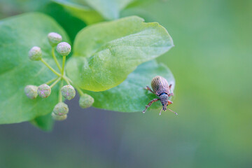 Weevil beetle sits on a leaf of spirea in spring. Gardening, insects - plant pests.