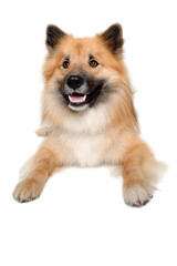Happy Eurasier dog