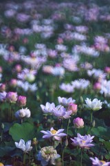 Obraz premium Beautiful pink and white lotus flower in swamp, Selective focus.