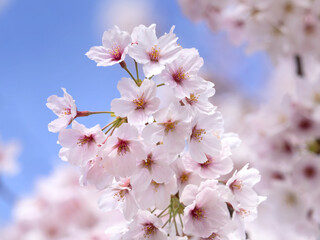 サクラ　ソメイヨシノ