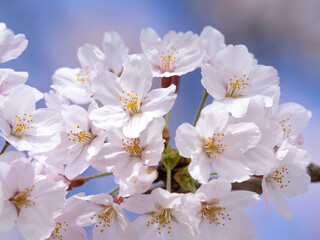 サクラ　ソメイヨシノ