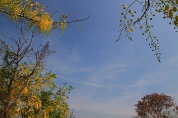 Beautiful view of bright yellow flowers against blue sky, space for text