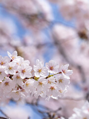 サクラ　ソメイヨシノ