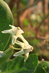 Crown flower, Giant Indian Milkweed, Gigantic flower, white clolor flower in the garden.