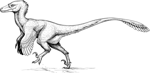 Modern reconstruction of velociraptor. Extinct feathered dinosaur. Vector illustration