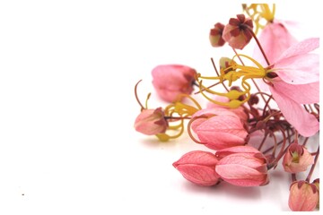 Pink Thai cherry blossom on white background,  space for a text