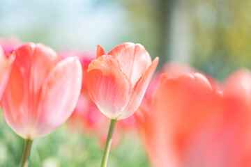 Red tulip flowers blooming in a field in fresh spring, Nature background, Nobody	