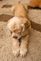 A tired dog is lying on the carpet with outstretched paws.