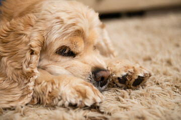 Closeup of a tired american cocker spaniel sleeping on the carpet in the living room.