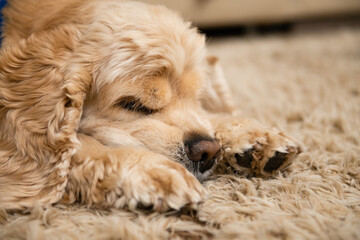 Closeup of a american cocker spaniel sleeping on the carpet in the living room