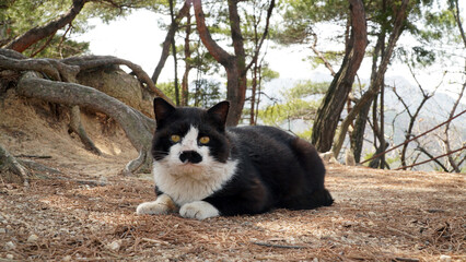 Wild tuxedo cat, sparkling eyes, neat black fur.