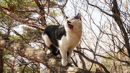 a tuxedo cat on a pine tree
Cute mustache and sparkling eyes.And toenails.