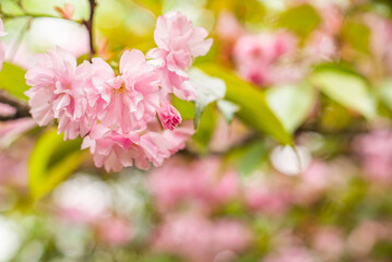 Fototapeta na wymiar sakura. Pink spring flowering background. Sakura blossoms in Japan on a calf spring day. spring flowering background.
