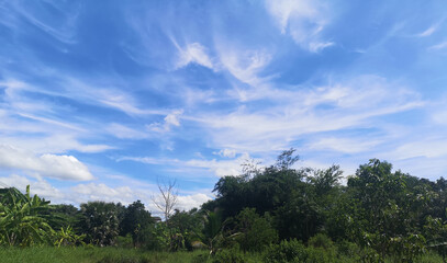 bush tree texture nature green leaves background Bark trunk rough surface texture plant and white cloud blue sky
