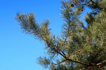 Pine branch against a blue sunny sky.