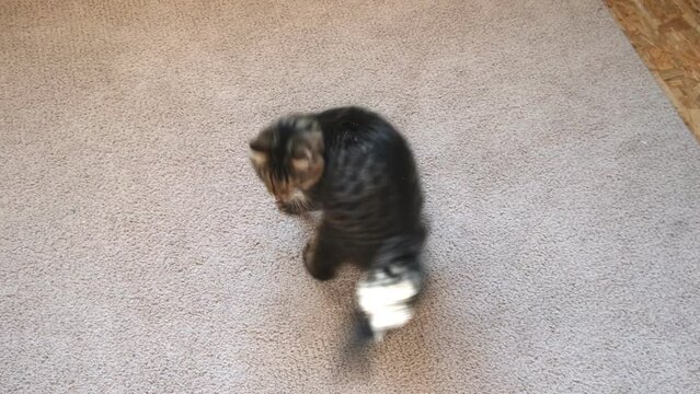 Tabby kitten jumping and playing with itself, running around in a circle. Little Cat is turning to its tail. Kitty catching its tail. Funny domestic animals. Silly comical cat.	
