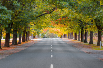 Obraz premium Empty road surrounded by beautiful autumn foliage.