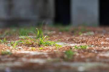 weeds growing on the ground