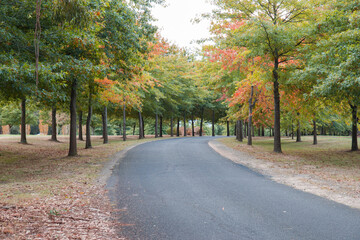 Curvy road with tree foliage around.