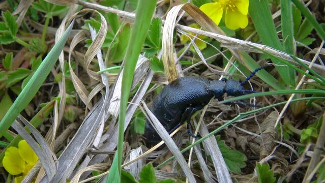Blue oil beetle (Meloe proscarabaeus) spring among the grass in the wild, Ukraine