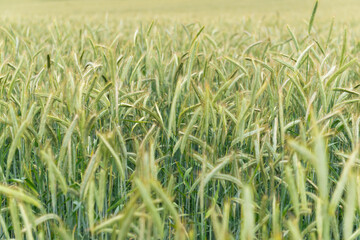 green golden wheat field in summer