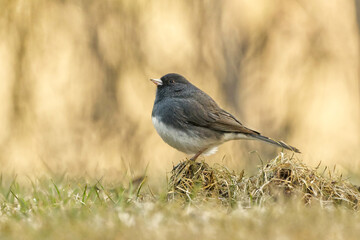 Dark-eyed Junco in a field. Captured in Richmond Hill, Ontario, Canada.