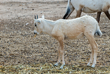 Juvenile antelope Arabian white oryx (Oryx dammah). The species inhabits native environments of...