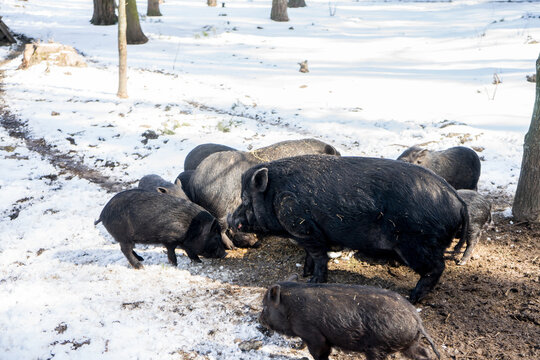 Vietnamese black minipigs in a paddock waiting for feeding