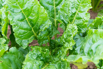 Naklejka premium lettuce leaves closeup agriculture öko bio