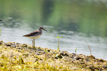 A beautiful Wood sandpiper birds
